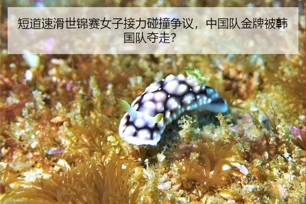 短道速滑世锦赛女子接力碰撞争议，中国队金牌被韩国队夺走？